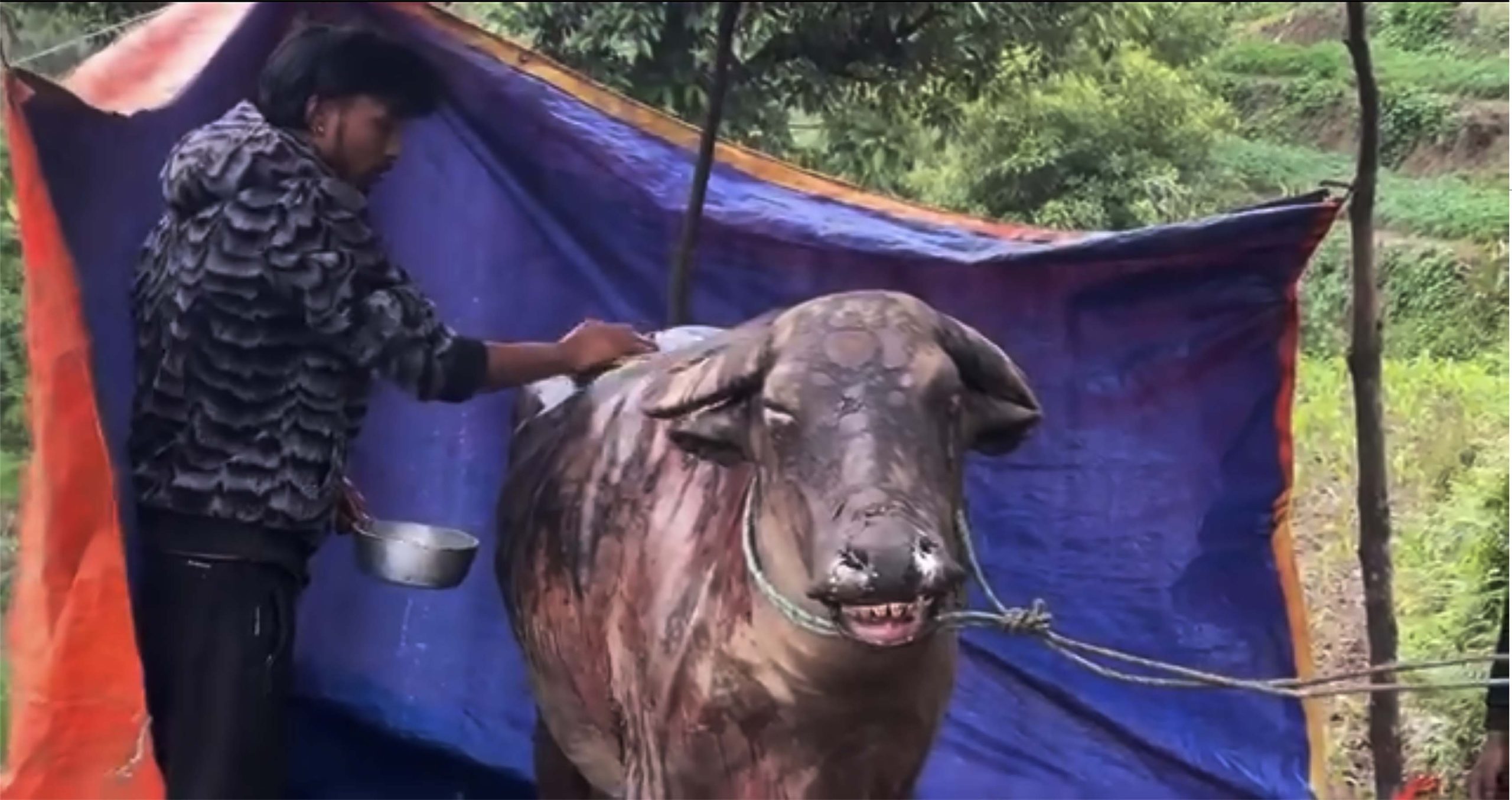  पशु माथि प्रतिशोध: गर्भवती भैंसीको कष्टसाध्य मृत्यु
