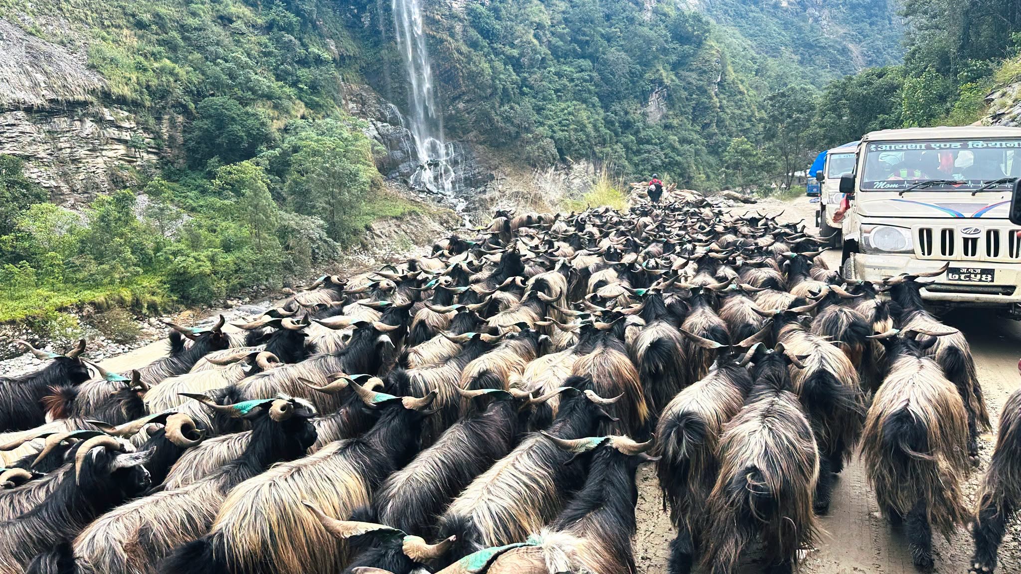 विपद्ले सास्तीमा भेडाच्याङ्ग्रापालक किसान